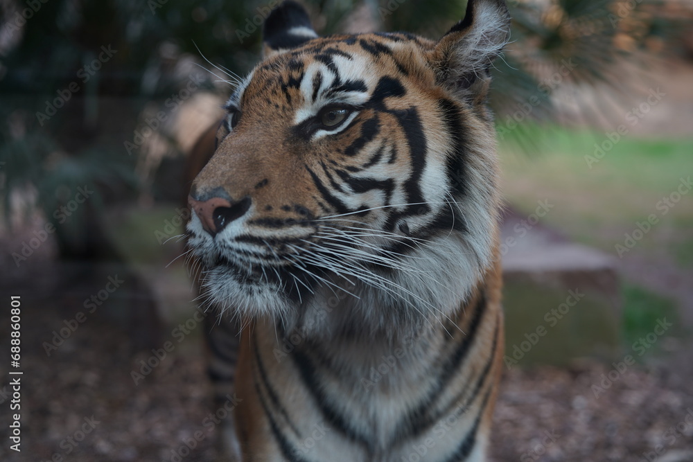 Obraz premium Tigre en primer plano