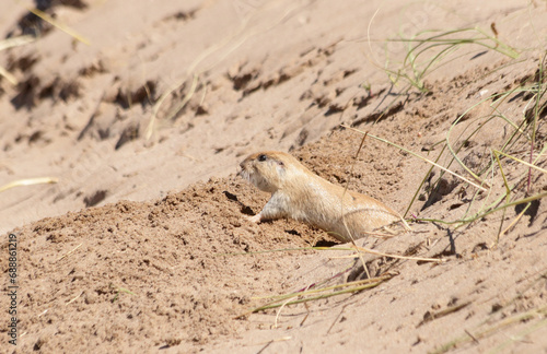 Southern tuco tuco in the sand