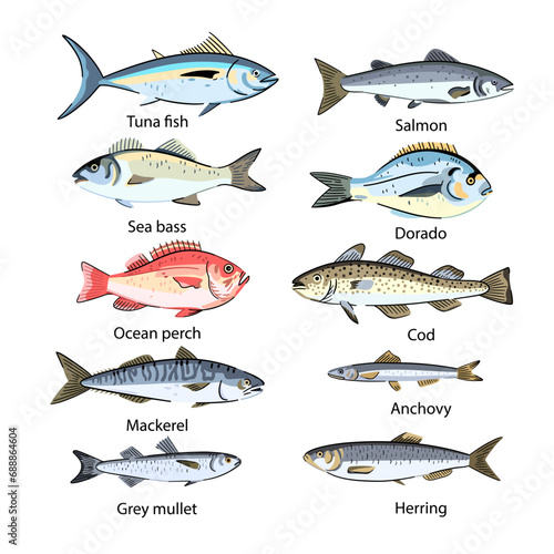 Set of commercial fishes species. Seafood fish. Isolated design elements. Vector illustration.