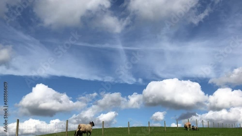 Sheep and lambs in a field in April, North Yorkshire England, United Kingdom