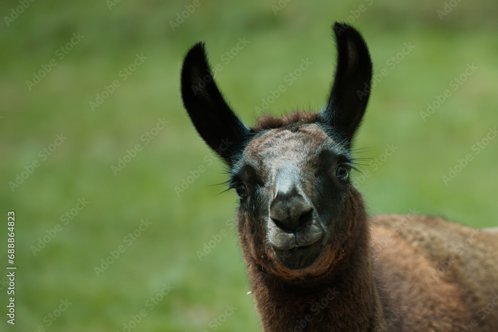 A Llama Lama glama