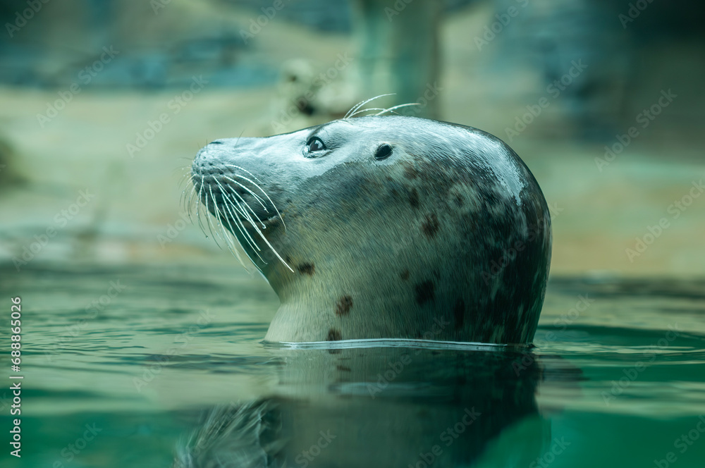 Fototapeta premium Lion Sea or Seal Pochidae