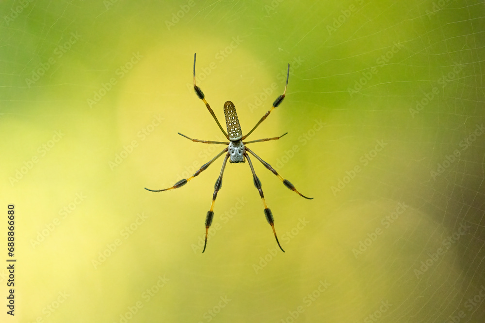 Creepy and Crawly Banana Spider. The Golden Silk Orb Weaver (Trichonephila clavipes) hangs in the jungle air. Its cephalothorax resembling a skull, black and yellow striped legs. A daunting arachnid Creepy and Crawly Banana Spider. The Golden Silk Orb Weaver (Trichonephila clavipes) hangs in the jungle air. Its cephalothorax resembling a skull, black and yellow striped legs. A daunting arachnid