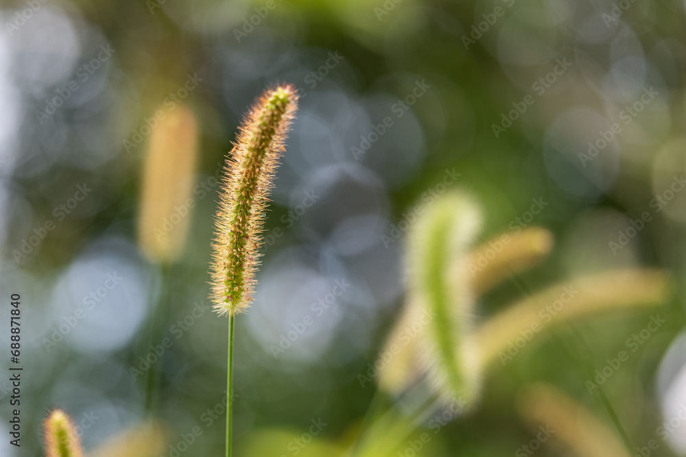 Fototapeta premium 光を浴びて輝くエノコログサ