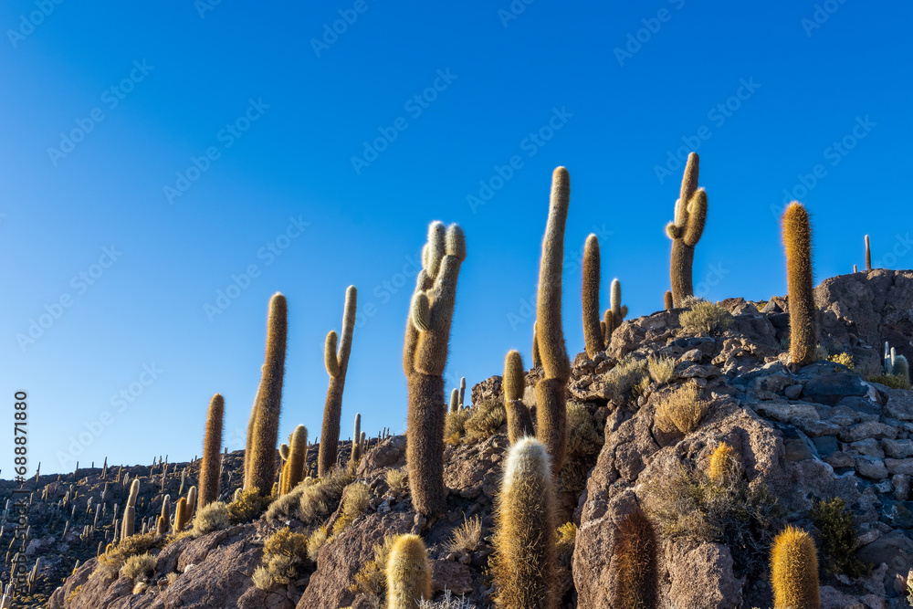 Cacti on Incahuasi island, in the Salar de Uyuni area, Bolivia. Cacti on Incahuasi island, in the Salar de Uyuni area, Bolivia.