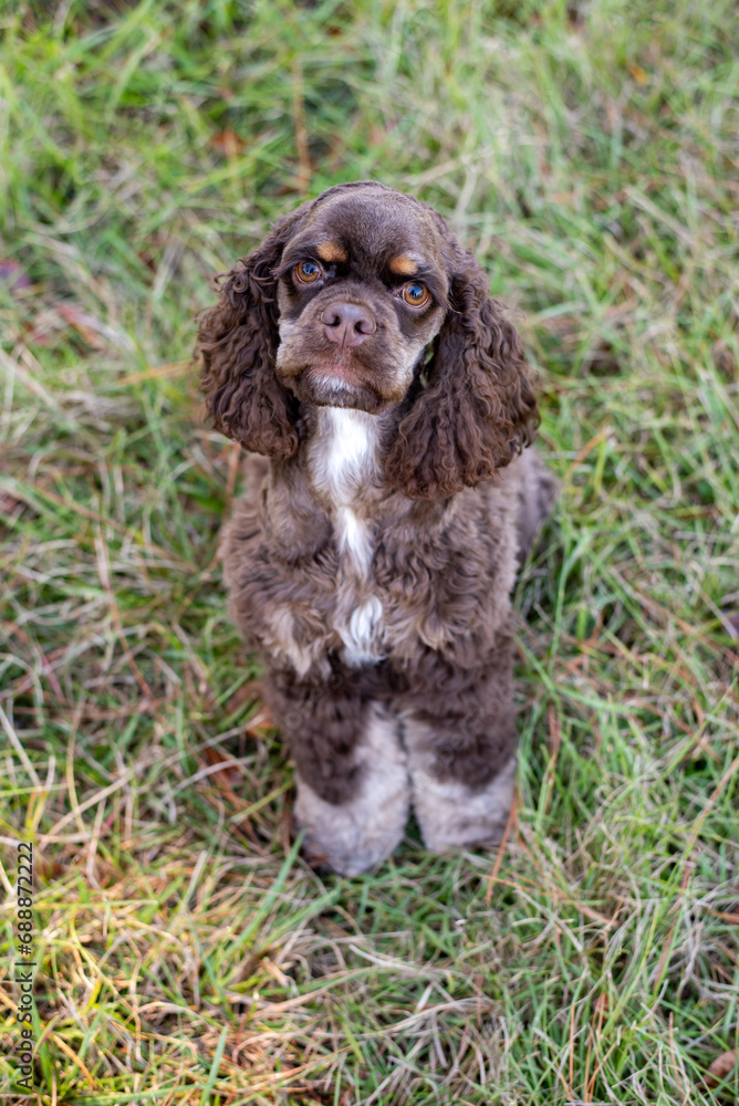 Chocolate American cocker spaniel playing at a pack with green background Chocolate American cocker spaniel playing at a pack with green background