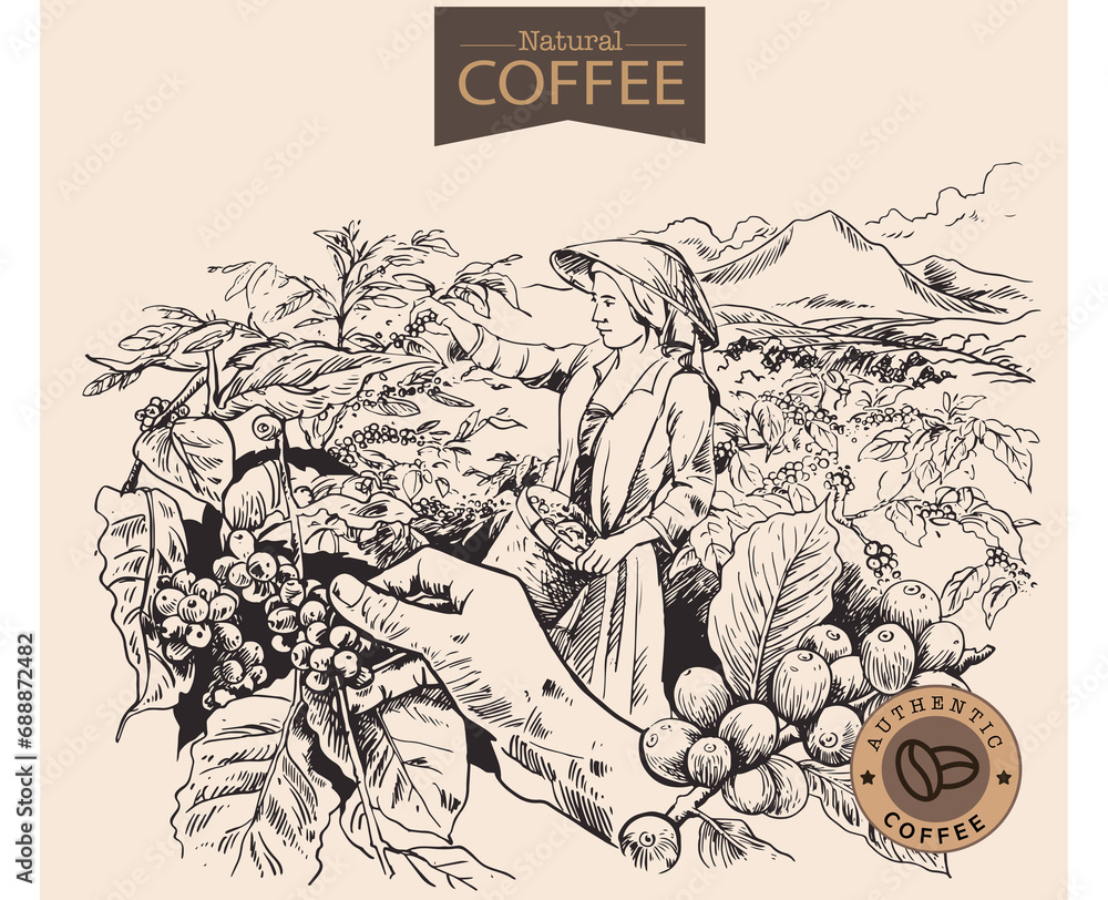 Banner and brochure template of coffee tree and farmer on sketch ink drawing for label packaging, sticker, poster, promotion, banner, t-shirt, tote bag, stamp. Banner and brochure template of coffee tree and farmer on sketch ink drawing for label packaging, sticker, poster, promotion, banner, t-shirt, tote bag, stamp.