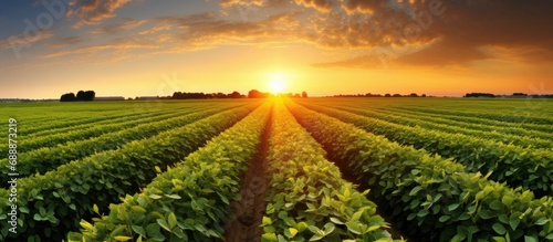 Sunset in an expansive soybean field.