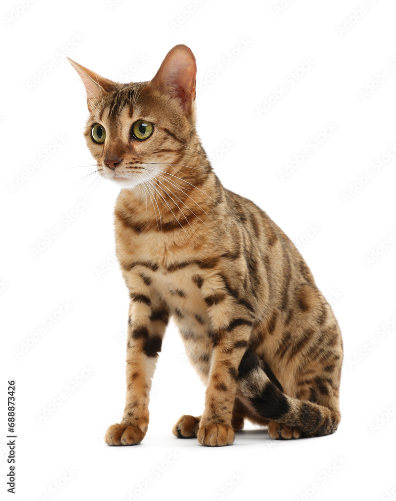 Cute Bengal cat on white background. Adorable pet Cute Bengal cat on white background. Adorable pet