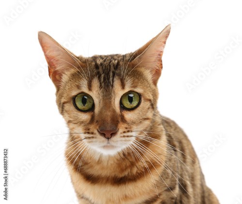 Εκτύπωση καμβά Cute Bengal cat on white background. Adorable pet