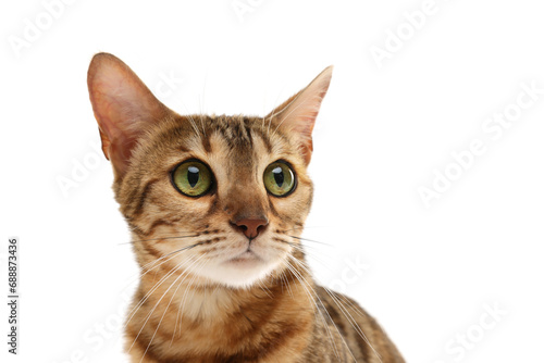 Cute Bengal cat on white background. Adorable pet © New Africa