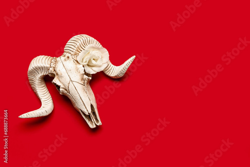 Skull of sheep with beautiful eustoma flower on red background photo