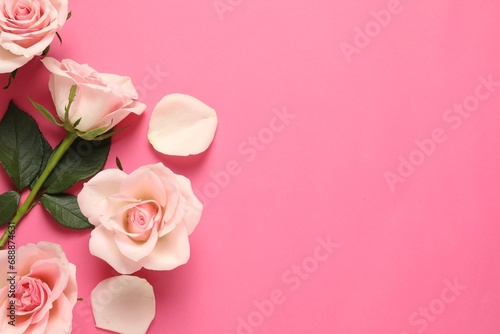 Beautiful roses and petals on pink background  flat lay. Space for text