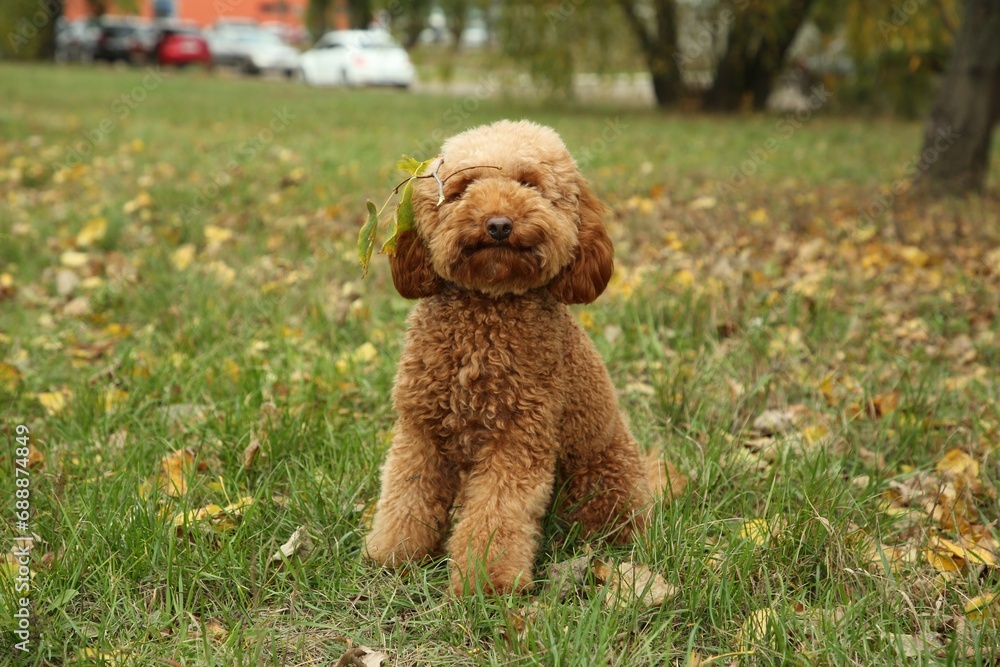 Cute fluffy dog in autumn park. Adorable pet Cute fluffy dog in autumn park. Adorable pet