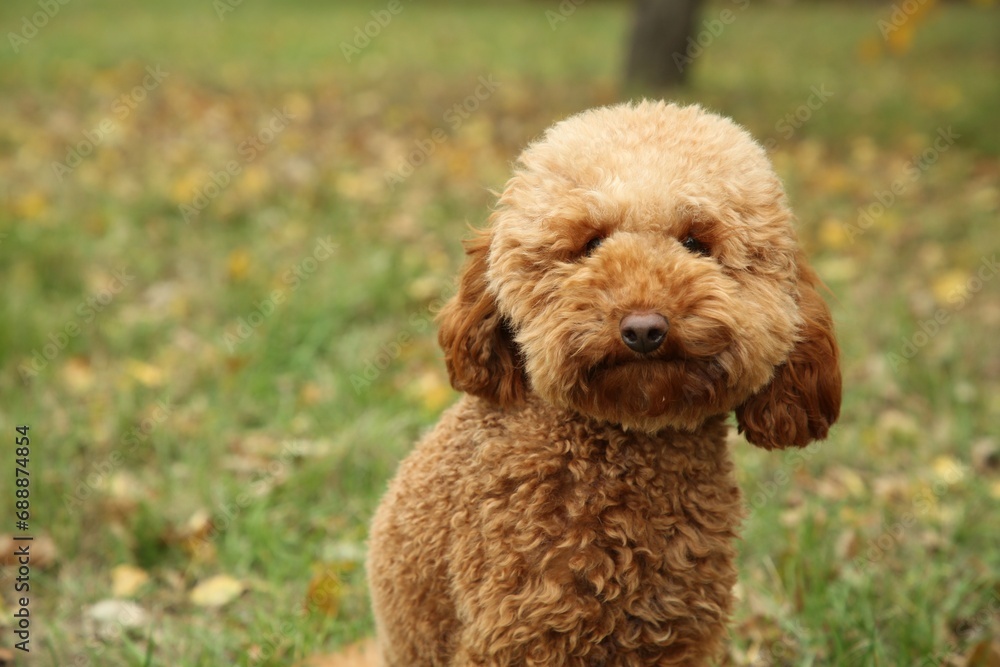 Cute fluffy dog in park, space for text