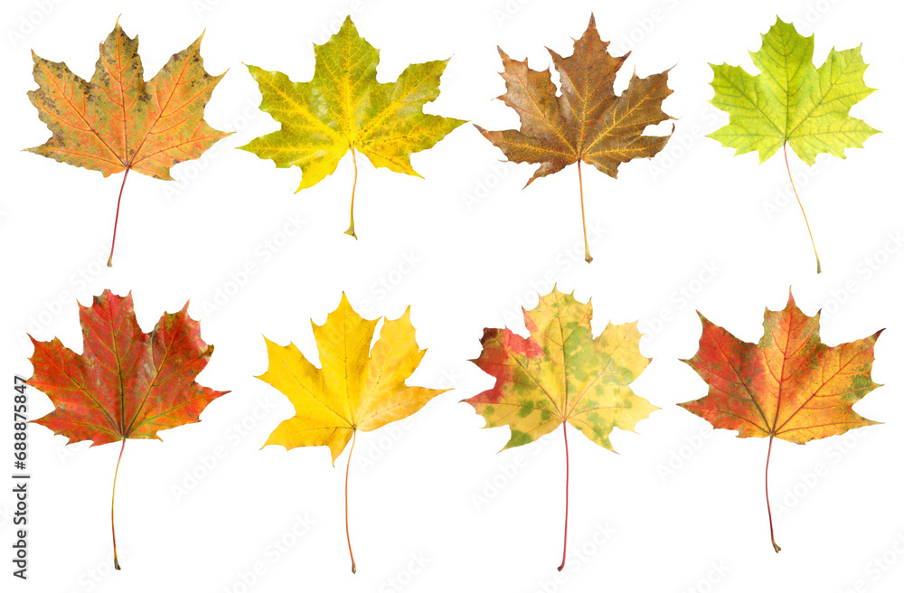 Many different bright maple leaves isolated on white Many different bright maple leaves isolated on white