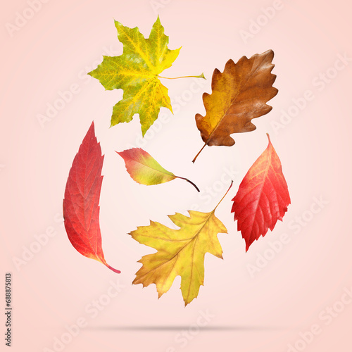 Many different bright autumn leaves falling on pale pink background