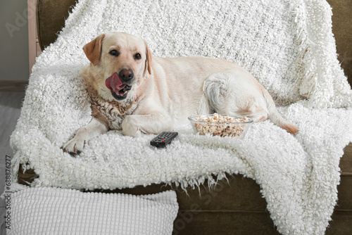 Cute Labrador dog with bucket of popcorn and TV remote lying on sofa in living room