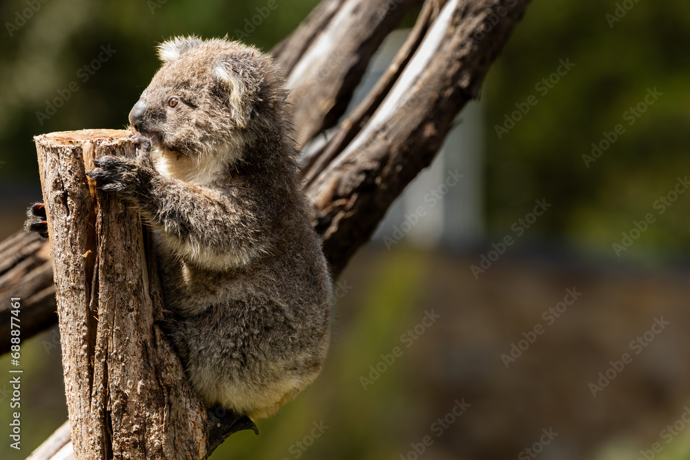 A Baby Koala (phascolarctos cinereus) - known as a Joey. A Baby Koala (phascolarctos cinereus) - known as a Joey.