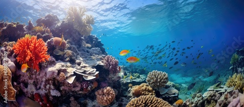 Underwater photography in Sipadan and Semporna, exploring the sea and the wonders of nature. photo
