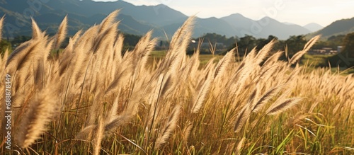 Pennisetum pedicellatum or Desho grass, known as Yaa Ka Jon Job or Yaa Communist in Thai, is suitable for livestock feed and as a protective measure against runoff and soil erosion on highland slopes. photo