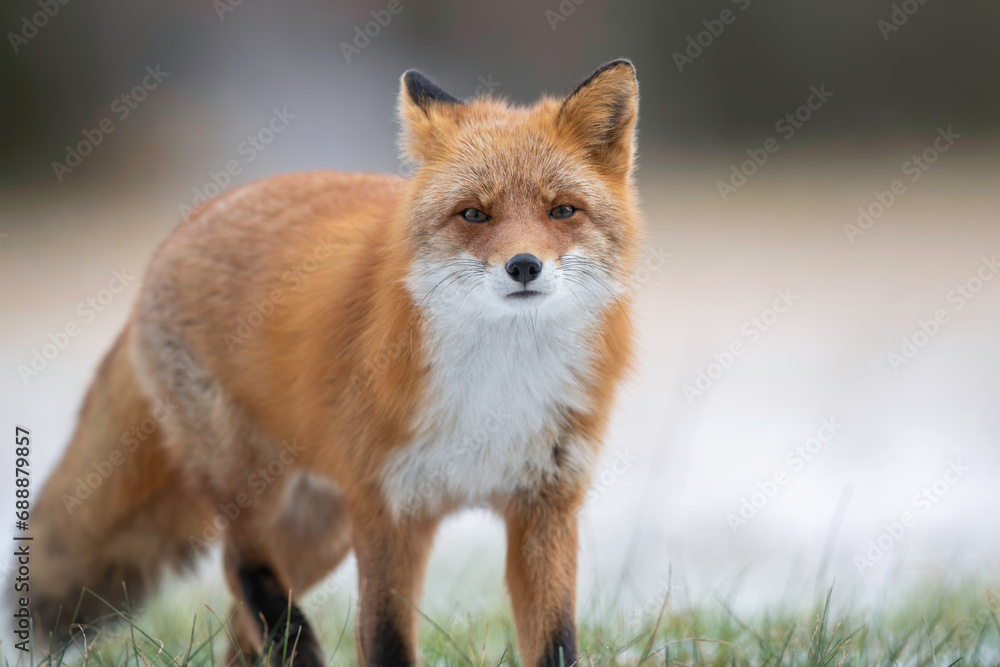 Fototapeta premium 初冬のキタキツネ