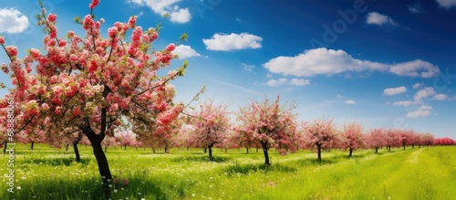 Blooming apple orchard, red apples on trees, under blue sky
