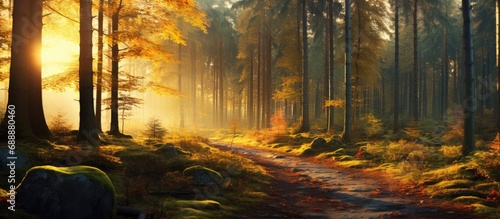 Picturesque Polish autumn forest. photo