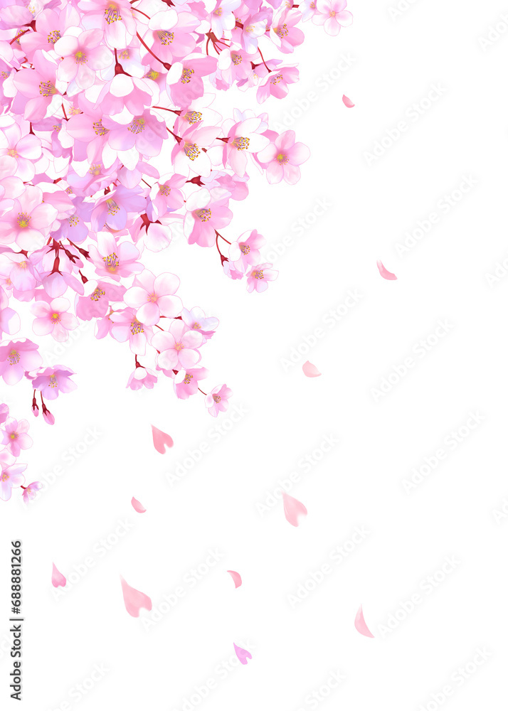 桜と舞い散る花びらのフレーム　桜吹雪　飾り枠　素材　お花見　入学　卒業　入園　卒園　ひな祭り　ひなまつり　白背景　白バック　縦長