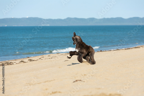 Funny Afghan Hound young dog having fun on the beach. Afghan hound puppy running at the seaside