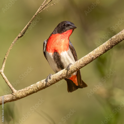 The mistletoebird (Dicaeum hirundinaceum) photo