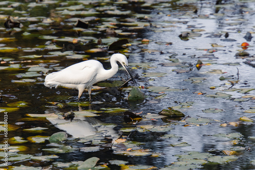 A little egret in a pond in a park in the suburbs of Japan
