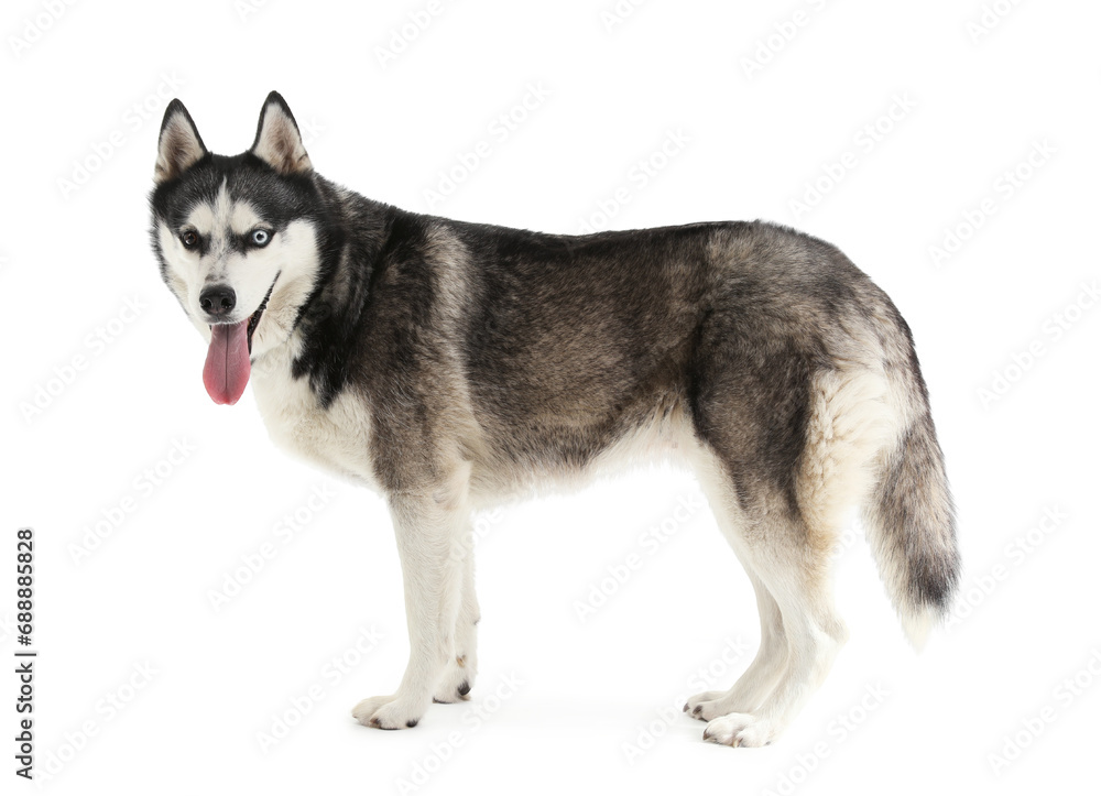 Adorable Husky dog on white background