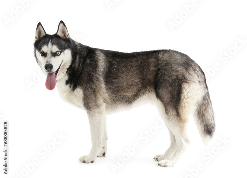 Adorable Husky dog on white background