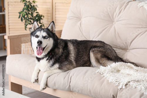 Adorable Husky dog on sofa at home