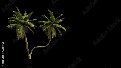 Isolated 3D realistic palm tree on the wind and black background with transparent cut out animation and alpha channel. 4k 30 fps seamless loop.