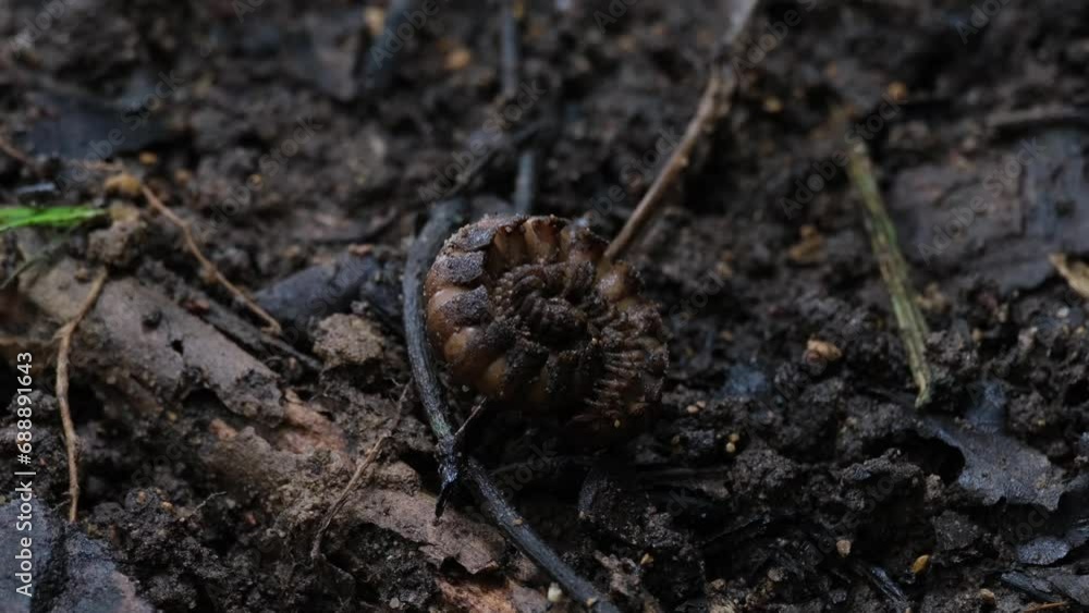 Resting curled up in the middle of the ground as the camera zooms out revealing the whole picture, Millipede, Orthomorpha, Thailand Resting curled up in the middle of the ground as the camera zooms out revealing the whole picture, Millipede, Orthomorpha, Thailand