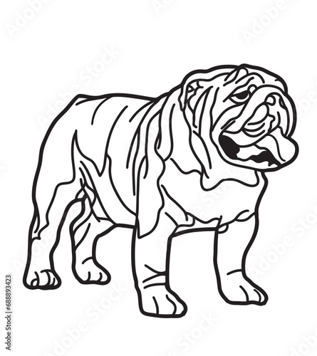 bulldog isolated