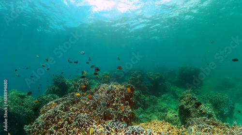 Tropical fish and coral reef. Underwater world background.