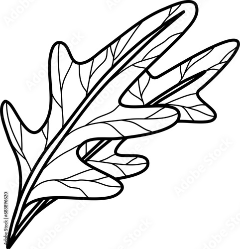 Arugula Vegetable Doodle Vector Illustration