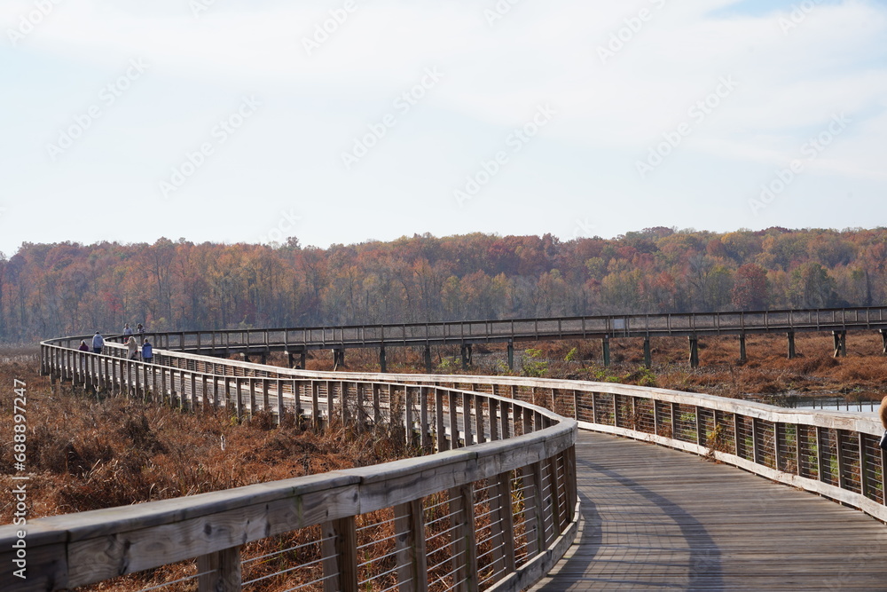 boardwalk in wetlands boardwalk in wetlands