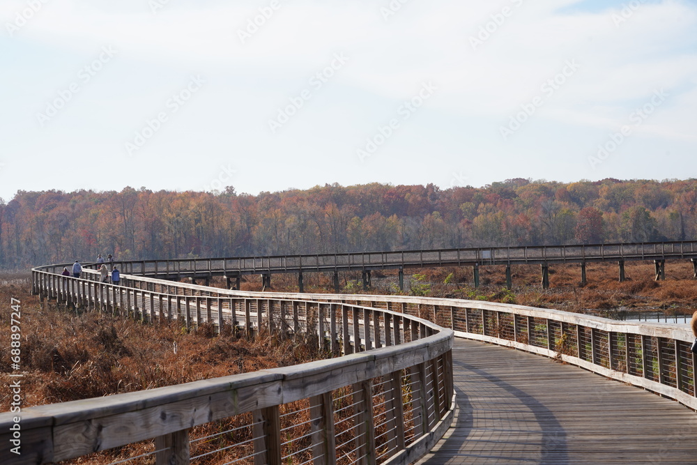 boardwalk in wetlands