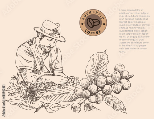 Banner and brochure template of coffee tree and farmer on sketch ink drawing for label packaging, sticker, poster, promotion, banner, t-shirt, tote bag, stamp.