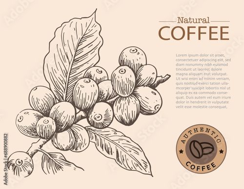 Banner and brochure template of coffee tree and farmer on sketch ink drawing for label packaging, sticker, poster, promotion, banner, t-shirt, tote bag, stamp.