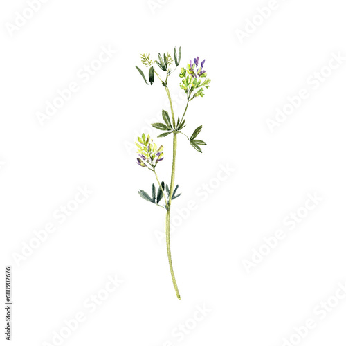 watercolor drawing plant of lucerne , alfalfa with green leaves and flowers, Medicago sativa, isolated at white background, natural element, hand drawn botanical illustration photo