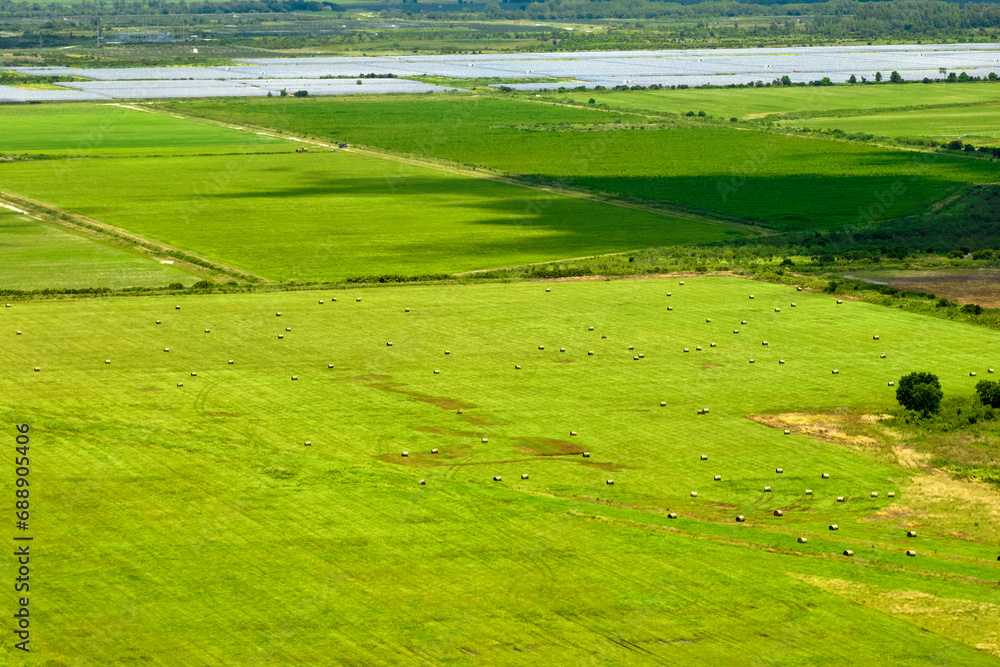 Naklejka premium Agricultural cultivated field in summer season with growing crops. Green farm fields. Farming and agriculture industry