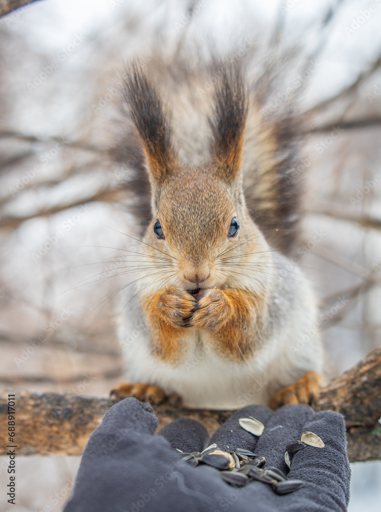 Fototapeta premium Squirrel eats nuts from a man's hand. Caring for animals in winter or autumn.