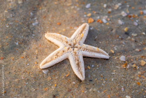 starfish lie on the sandy beach of ocean