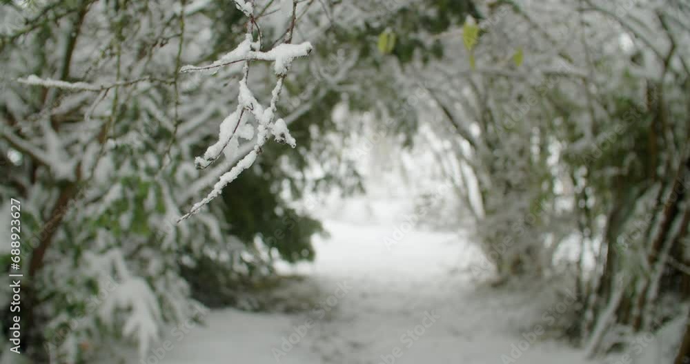 Parallax shot of a small snow-covered branch, bushes in the background. a lot of snow in early December