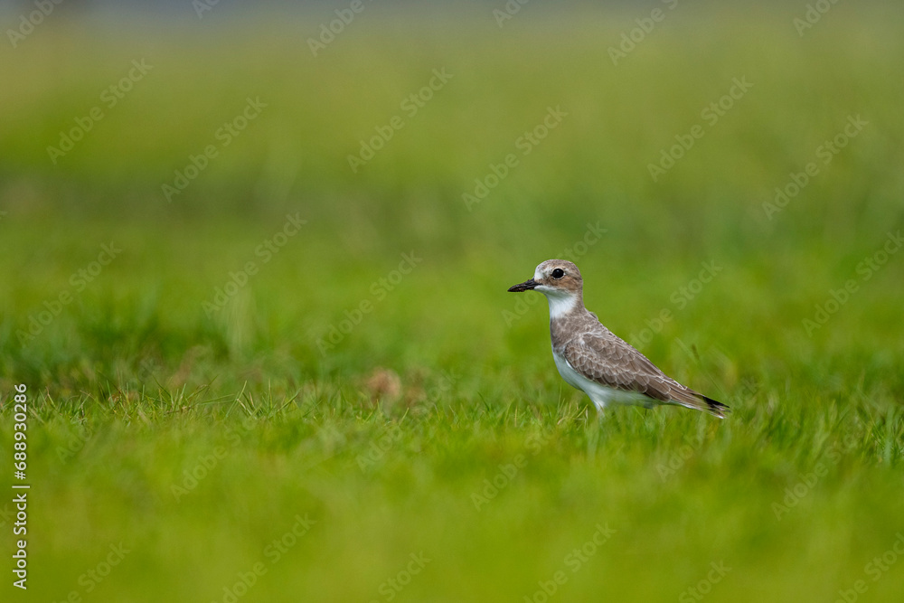 Obraz premium Charadrius leschenaultii, Greater Sand Plover, Saudi Arabia